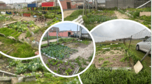 A series of four view of the gardens of the Chumisa Composting Project