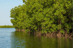 Mangroves on a river